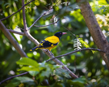 Low angle view of bird perching on tree