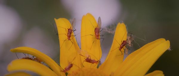 Close-up of yellow flowering plant