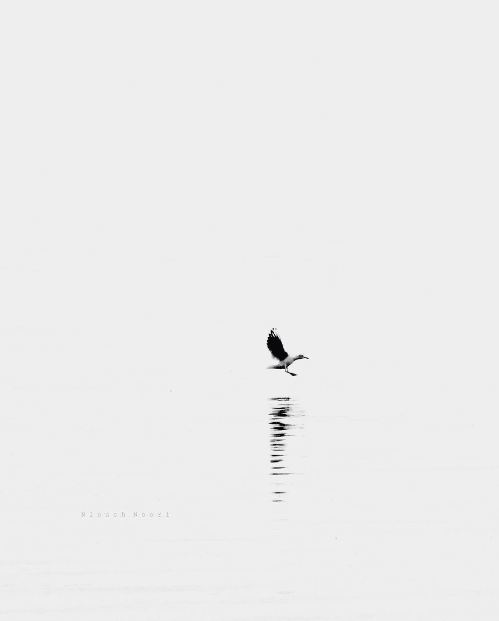 bird, animal themes, animals in the wild, wildlife, clear sky, copy space, one animal, water, waterfront, flying, nature, tranquility, lake, spread wings, outdoors, beauty in nature, no people, two animals, silhouette, tranquil scene