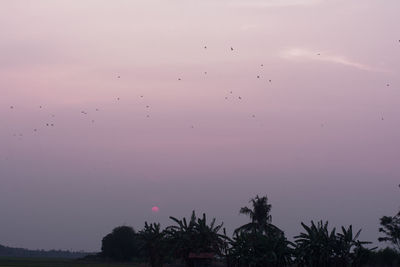 Silhouette birds flying over trees against sky during sunset