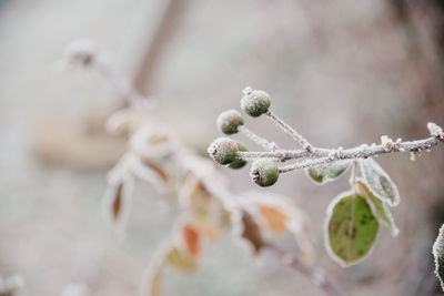 Close-up of snow on twig