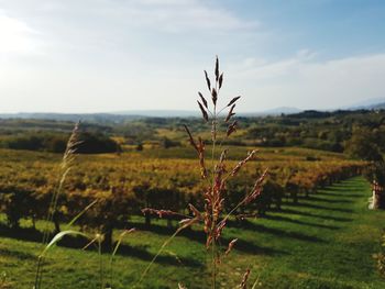 Scenic view of agricultural field against sky