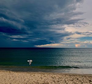 Gull flies before coming storm