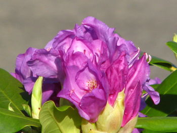 Close-up of purple flowers