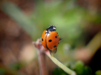 Close-up of ladybug on plant