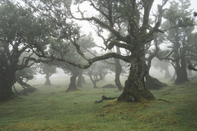 Trees on field in forest