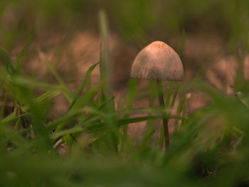 Close-up of mushroom growing on field