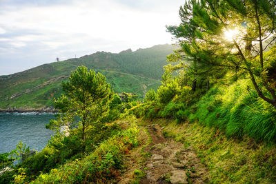 Scenic view of river amidst trees against sky