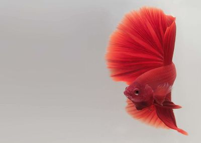 Close-up of orange fish on flower over white background