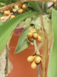 Close-up of fruits on tree