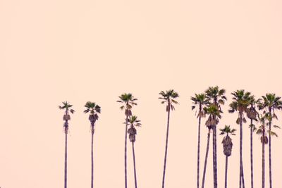 Low angle view of coconut palm trees against sky