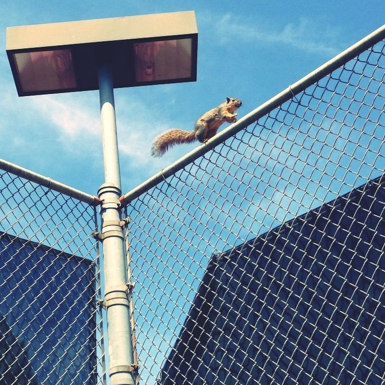 animal themes, low angle view, metal, sky, one animal, bird, built structure, fence, architecture, animals in the wild, blue, railing, perching, wildlife, safety, building exterior, protection, day, outdoors, security