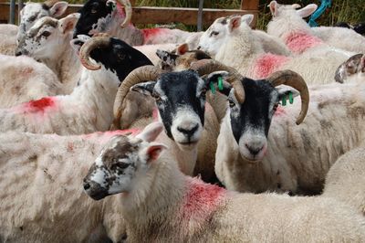 Portrait of goats at farm