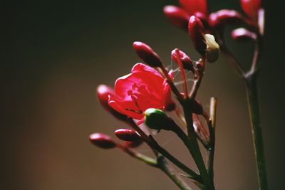 Close-up of pink rose flower buds