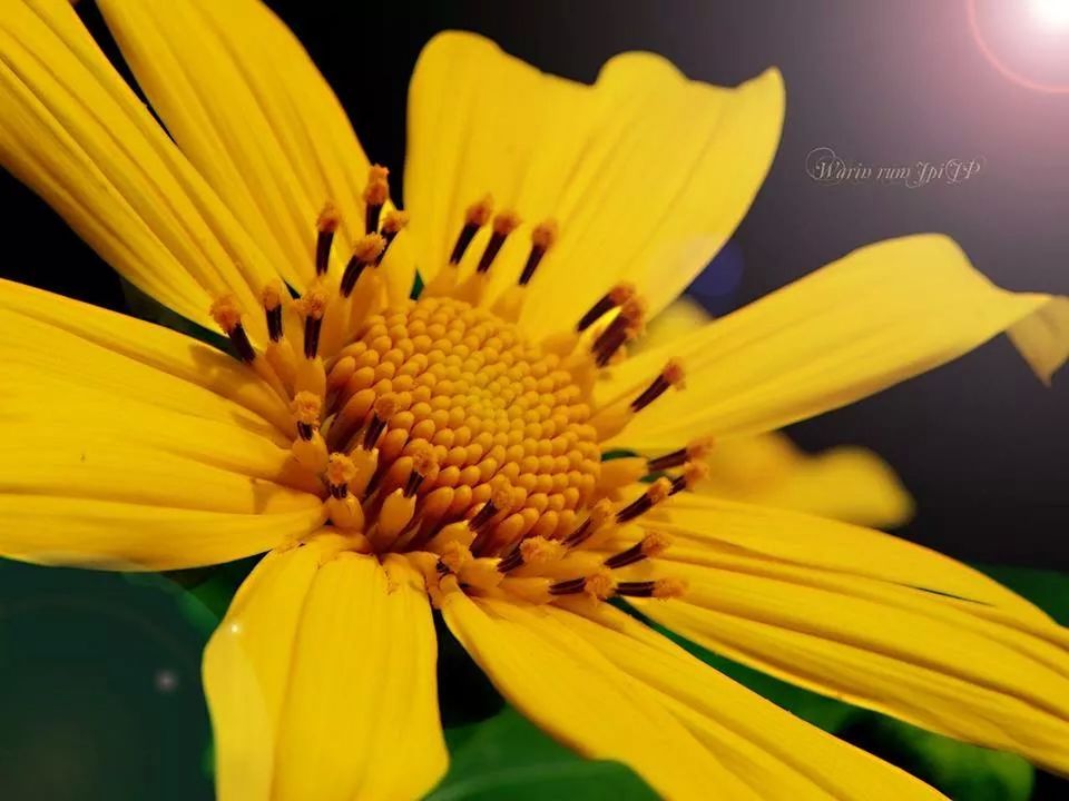 flower, petal, freshness, flower head, yellow, fragility, pollen, close-up, beauty in nature, growth, nature, blooming, stamen, focus on foreground, in bloom, plant, single flower, blossom, no people, outdoors