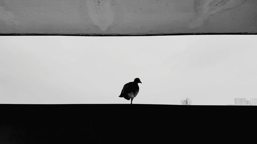 Bird perching on wall against sky