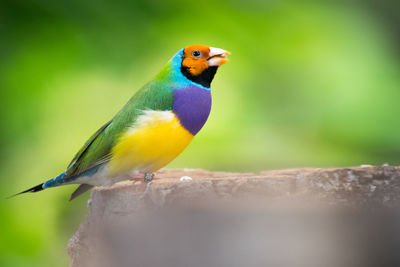 Close-up of a colorful finch bird perching on leaf