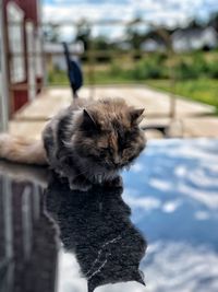 Close-up of cat sitting outdoors