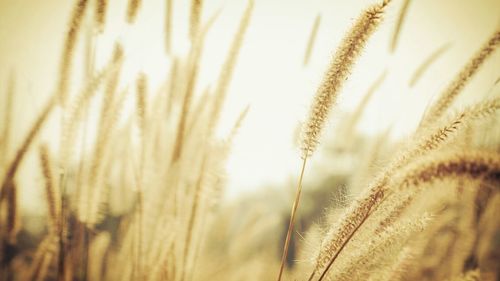 Close-up of grass growing outdoors