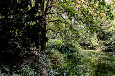 Trees and plants growing in forest