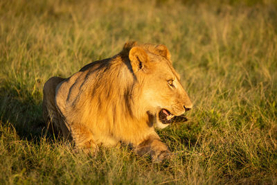 Male lion lies on grass looking right