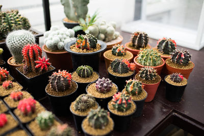 High angle view of potted plants