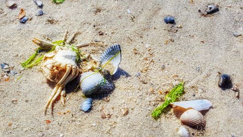 Close-up of crab on sand