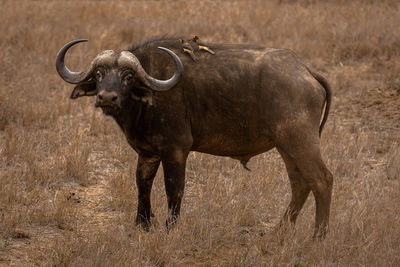 Cape buffalo