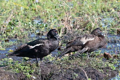 Side view of a bird on grass
