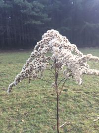 Close-up of white flowers on tree