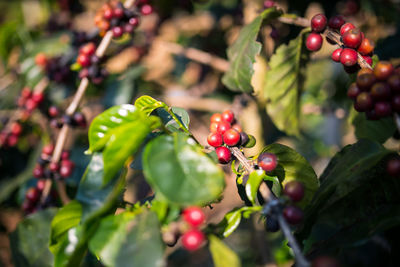 Close-up of berries growing on tree