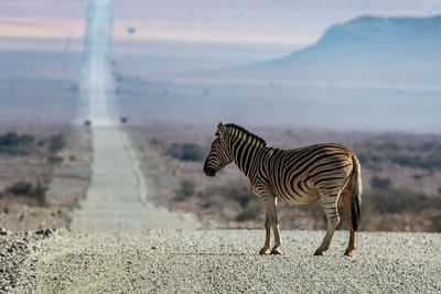 A family of zebras at etosha national park