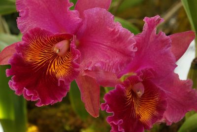 Close-up of pink flowers blooming outdoors