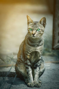 Portrait of tabby cat sitting on floor