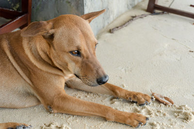 Close-up of a dog looking away