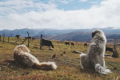 Sheep grazing in a field