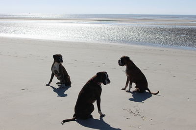 Boxers sitting on shore at beach against wadden sea
