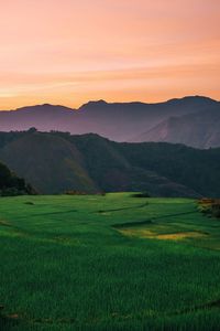 Scenic view of rice field against sky during sunset