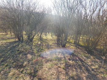 View of trees in forest