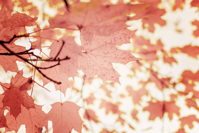 Soft light red maple leaves in autumn season with blurred background