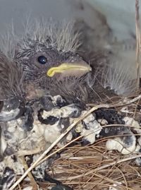 Close-up of birds in nest