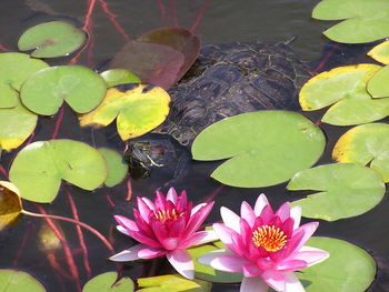 High angle view of tortoise swimming by water lilies in pond