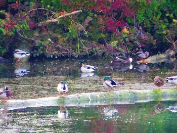 Ducks swimming on lake