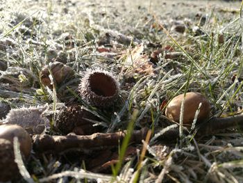 Close-up of grass on field
