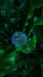 Close-up of dandelion on leaf