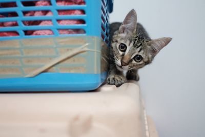 Close-up portrait of cat looking at camera