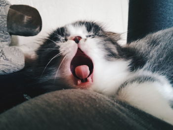 Close-up of cat yawning