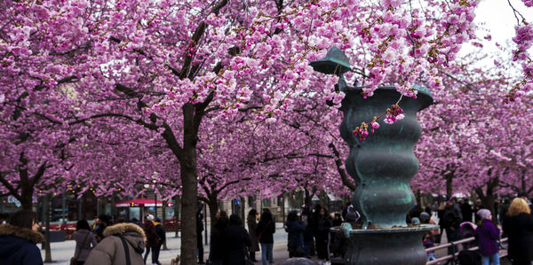 Crowd on cherry blossom tree