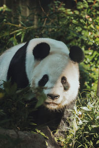 Close-up of a panda