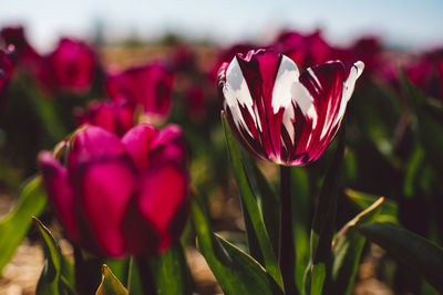 Close-up of pink flowering plant on field